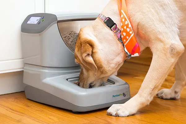 Pet Fountains